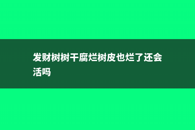 发财树树干腐烂一半怎么救活 (发财树树干腐烂树皮也烂了还会活吗)