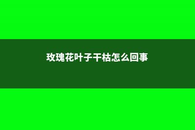 玫瑰花叶子干枯是什么原因，叶子黄了是什么原因 (玫瑰花叶子干枯怎么回事)