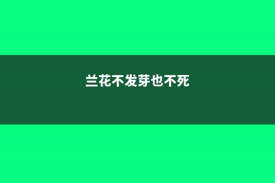 兰花不发芽是什么原因，怎么养才能多发芽 (兰花不发芽也不死)