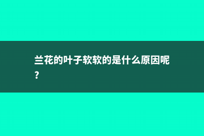 兰花叶子薄而软的原因是什么，如何挽救 (兰花的叶子软软的是什么原因呢?)