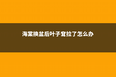 海棠换盆后叶子耷拉了怎么办，换盆后怎么护理 (海棠换盆后叶子耷拉了怎么办)