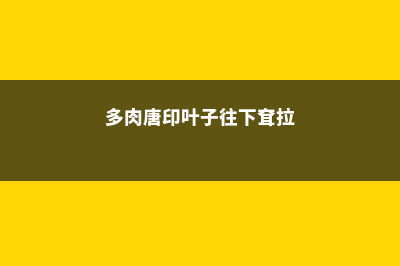 多肉唐印徒长了怎么办，怎么预防徒长 (多肉唐印叶子往下耷拉)