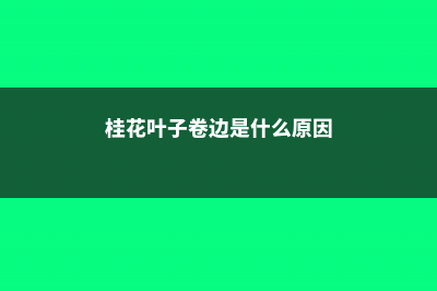 桂花叶子卷曲的原因，掉光叶子还能活吗 (桂花叶子卷边是什么原因)