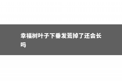 幸福树叶子下垂发蔫是怎么回事，叶子干枯怎么回事 (幸福树叶子下垂发蔫掉了还会长吗)