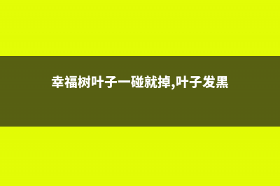 幸福树叶子一碰就掉怎么办，掉叶子怎么挽救 (幸福树叶子一碰就掉,叶子发黑)