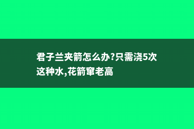 君子兰夹箭怎么办 (君子兰夹箭怎么办?只需浇5次这种水,花箭窜老高)