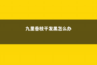 九里香树干发黑的原因 (九里香枝干发黑怎么办)