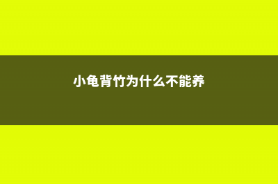 小龟背竹为什么突然不长了 (小龟背竹为什么不能养)