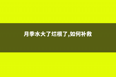 月季水大闷根怎么办 (月季水大了烂根了,如何补救)