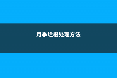 月季烂根怎么补救 (月季烂根处理方法)