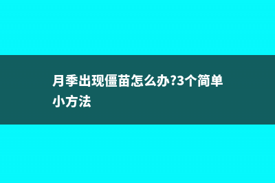 夏天月季僵苗后该怎么处理 (月季出现僵苗怎么办?3个简单小方法)