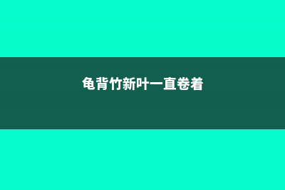 龟背竹新叶一直卷着怎么办 (龟背竹新叶一直卷着)