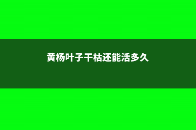 黄杨叶子干枯还能活吗 (黄杨叶子干枯还能活多久)