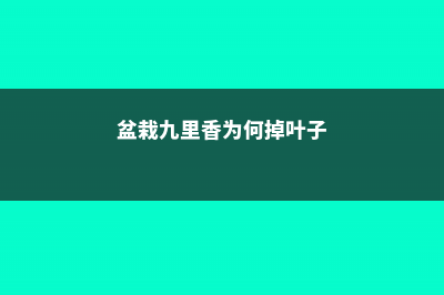 盆栽九里香为何不开花 (盆栽九里香为何掉叶子)