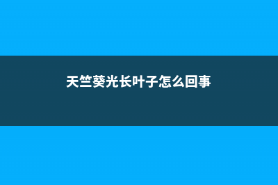 天竺葵光长叶子不开花怎么办 (天竺葵光长叶子怎么回事)