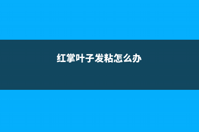 红掌的叶子出油是怎么回事 (红掌叶子发粘怎么办)