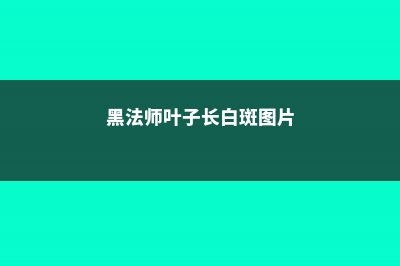 黑法师叶子长白斑怎么办 (黑法师叶子长白斑图片)