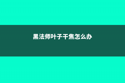 黑法师叶子软枯了怎么办 (黑法师叶子干焦怎么办)