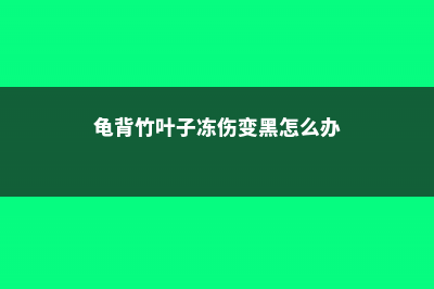 龟背竹叶子冻伤了咋办 (龟背竹叶子冻伤变黑怎么办)