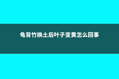 龟背竹换土后叶子下垂的原因 (龟背竹换土后叶子变黄怎么回事)