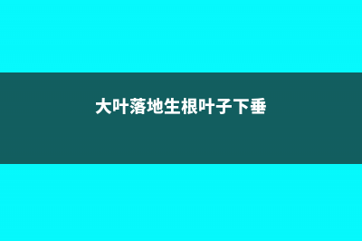 大叶落地生根叶子发黑怎么办 (大叶落地生根叶子下垂)