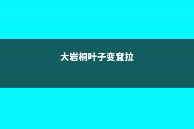 大岩桐的叶子蔫的原因 (大岩桐叶子变耷拉)