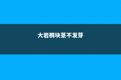 大岩桐不长叶子怎么办 (大岩桐块茎不发芽)