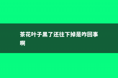 茶花叶子变黑然后落地咋办 (茶花叶子黑了还往下掉是咋回事啊)