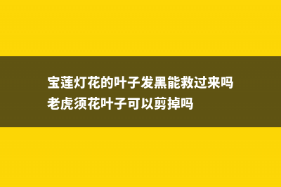 宝莲灯花的叶子掉光了怎么办 (宝莲灯花的叶子发黑能救过来吗老虎须花叶子可以剪掉吗)