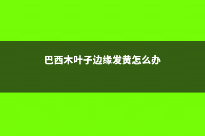 巴西木叶子条纹没有了的原因 (巴西木叶子边缘发黄怎么办)