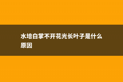 水培白掌不开花怎么办 (水培白掌不开花光长叶子是什么原因)