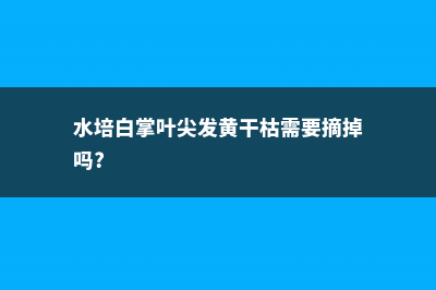 水培白掌叶尖发黑的原因 (水培白掌叶尖发黄干枯需要摘掉吗?)