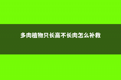 多肉长高不长胖怎么办 (多肉植物只长高不长肉怎么补救)