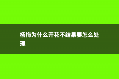 杨梅为什么开花不结果 (杨梅为什么开花不结果要怎么处理)