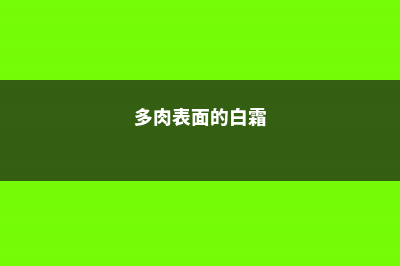 多肉长白霜怎么办 (多肉表面的白霜)