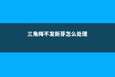 三角梅不发新芽怎么办 (三角梅不发新芽怎么处理)