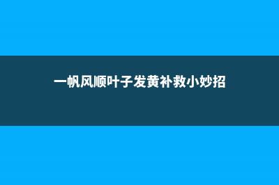 一帆风顺叶子发黑怎么办 (一帆风顺叶子发黄补救小妙招)