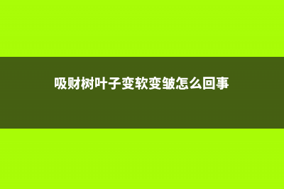 吸财树叶子变软变皱怎么办 (吸财树叶子变软变皱怎么回事)