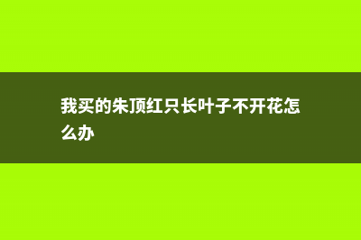 朱顶红不开花什么原因 (我买的朱顶红只长叶子不开花怎么办)