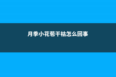 月季小花苞干枯脱落怎么办 (月季小花苞干枯怎么回事)