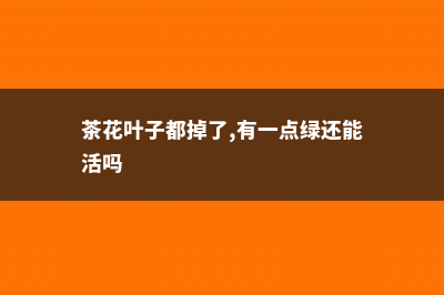 茶花叶子都掉了怎么补救 (茶花叶子都掉了,有一点绿还能活吗)