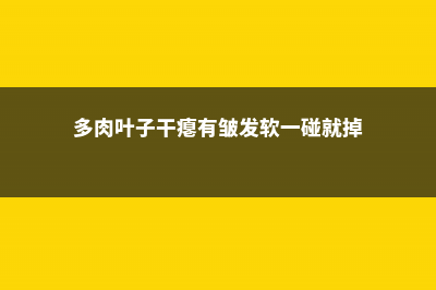 多肉叶子干瘪有皱发软怎么办 (多肉叶子干瘪有皱发软一碰就掉)