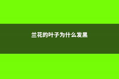 兰花的叶子为什么扭了 (兰花的叶子为什么发黑)