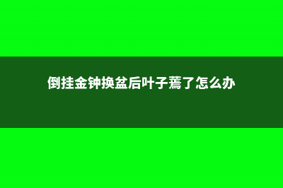 倒挂金钟换盆后焉了的原因 (倒挂金钟换盆后叶子蔫了怎么办)