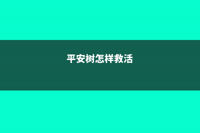 平安树怎么救活 (平安树怎样救活)