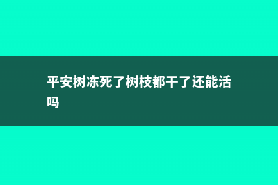 平安树冻死了怎么补救 (平安树冻死了树枝都干了还能活吗)