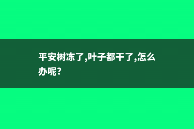 平安树冻了怎么办 (平安树冻了,叶子都干了,怎么办呢?)