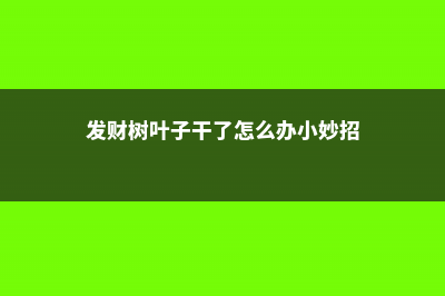 发财树叶子干了还能活吗 (发财树叶子干了怎么办小妙招)