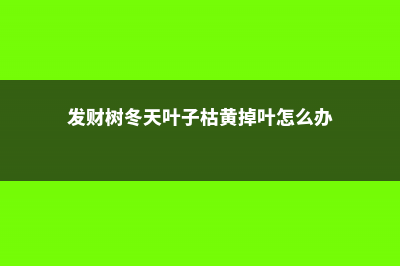 发财树叶子冻死了怎么办 (发财树冬天叶子枯黄掉叶怎么办)