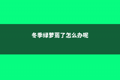 冬季绿萝枯萎了怎么办 (冬季绿萝蔫了怎么办呢)